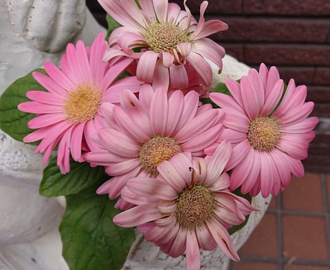 spring, pink duvar kağıtları