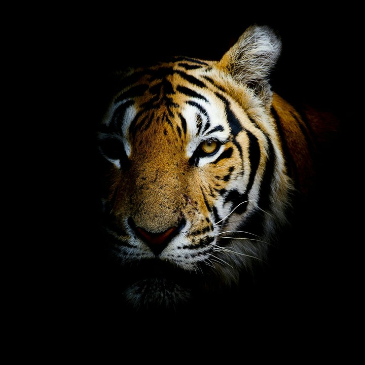 tigers