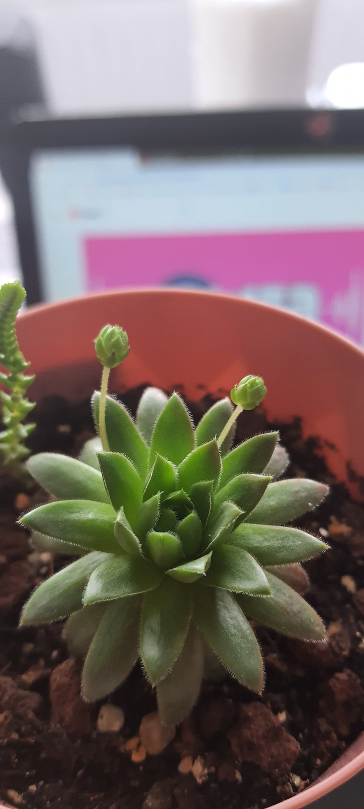 Plant