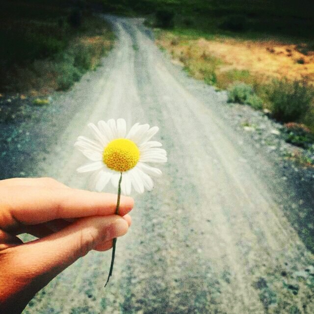 Daisy