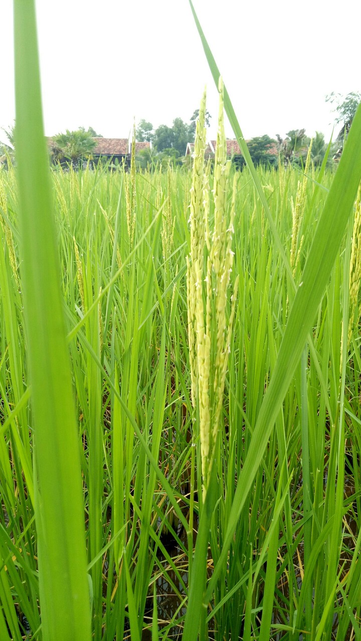 rice fields