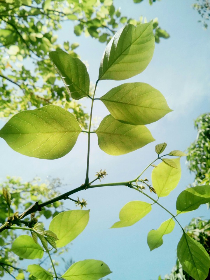 greenary