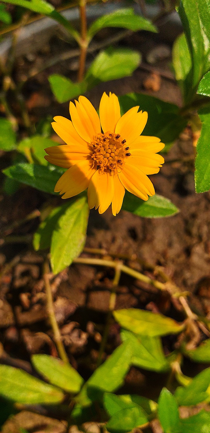 Flower in my garden