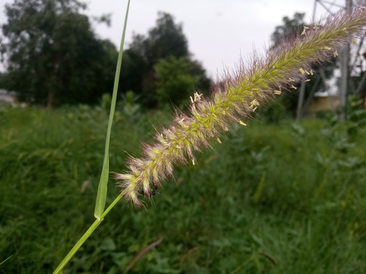 young crop