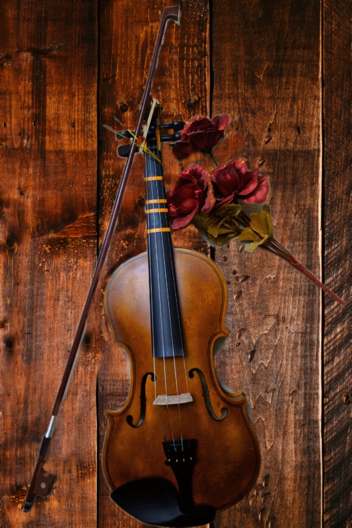 violin