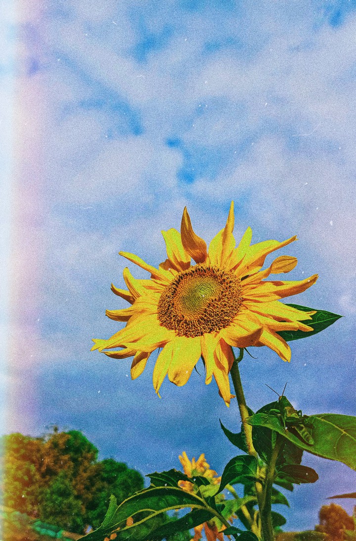 The sunflower