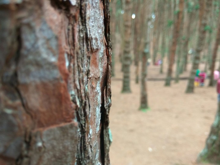 into d woods