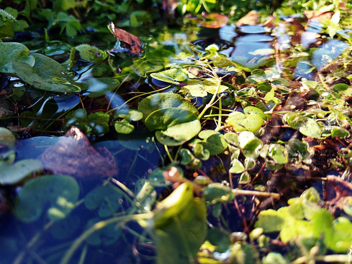 Water in the grass 4