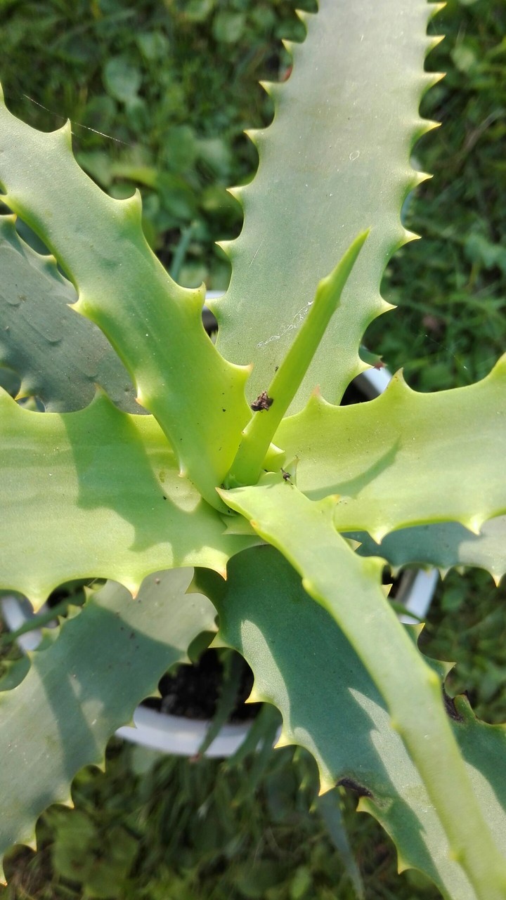 aloe