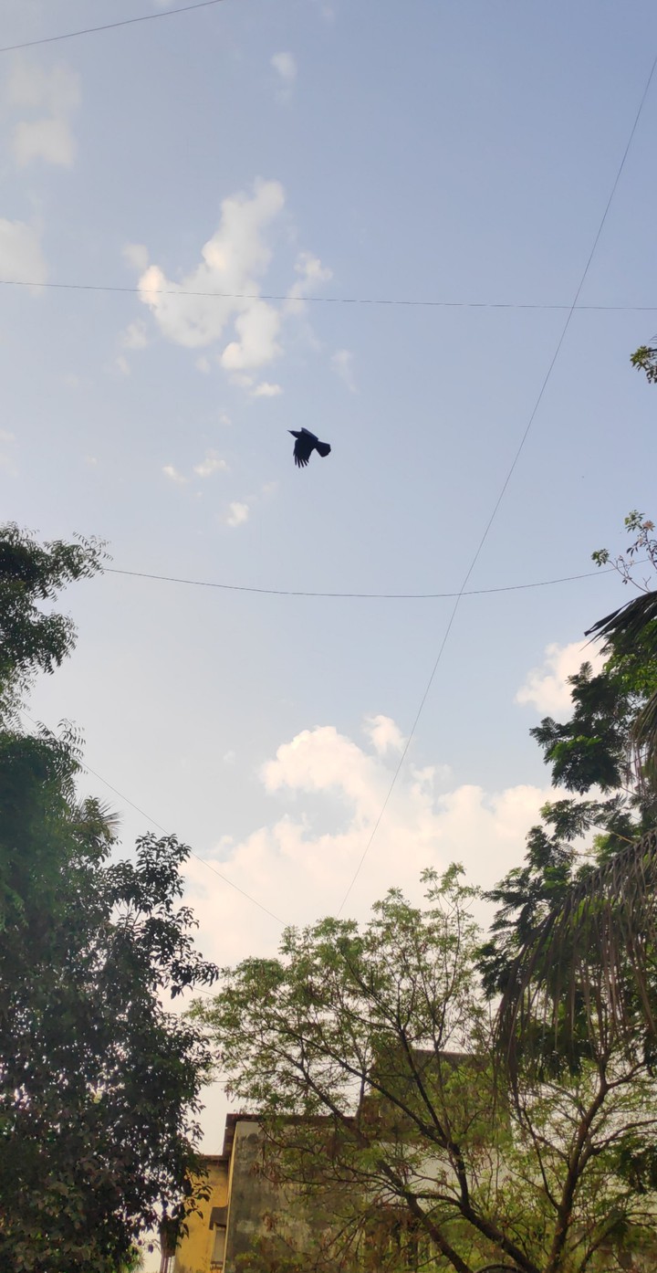 flying away