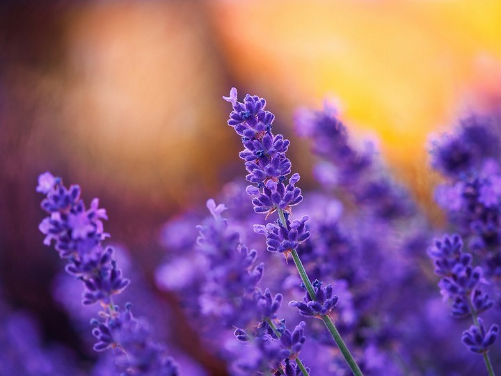 lavender