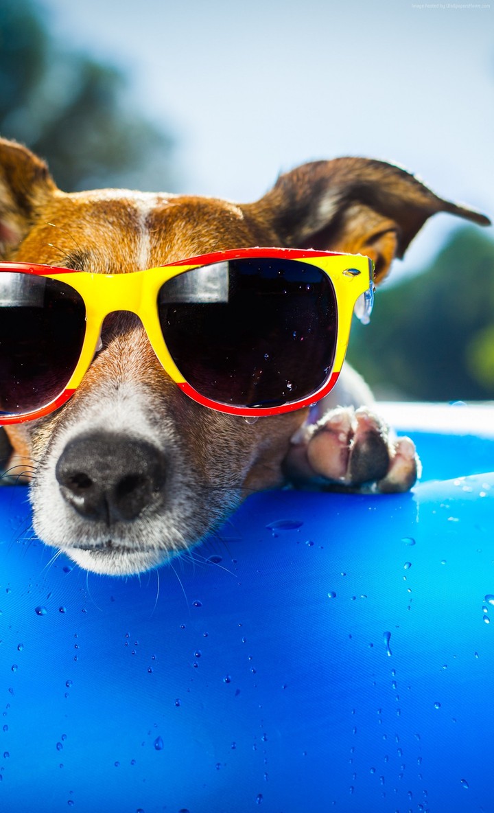 funny dog on bath tub wearing sun glass