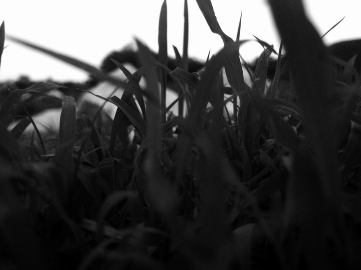 grass (home click)