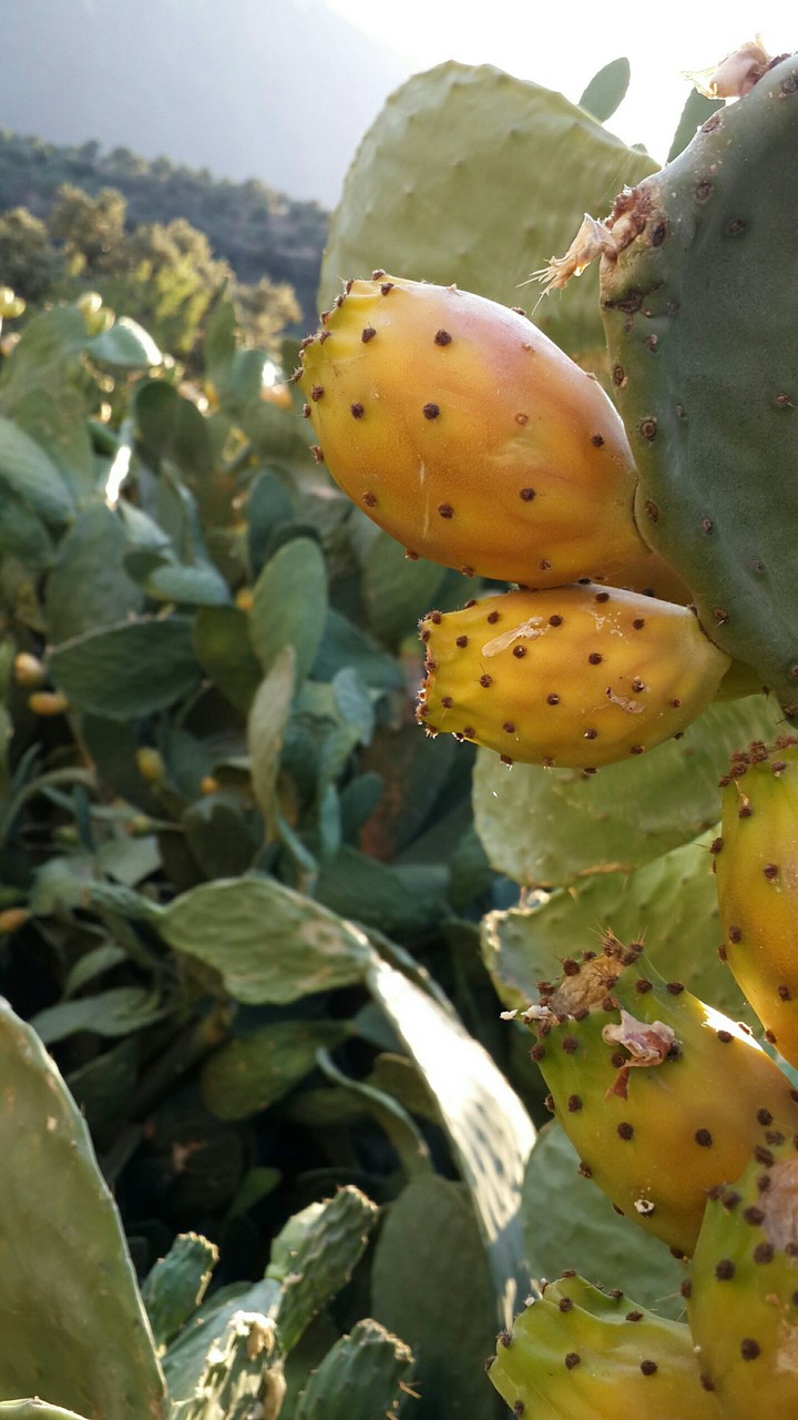 fruit