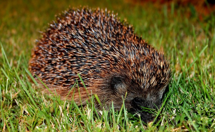 Igel:):)