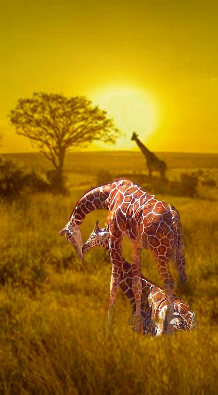Giraffes 