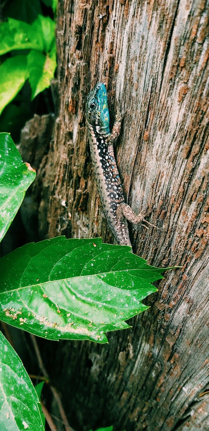 Lizard