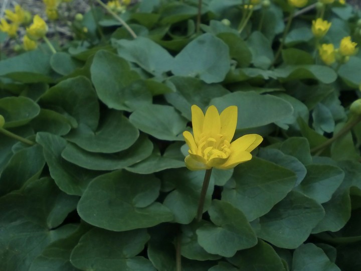 flower