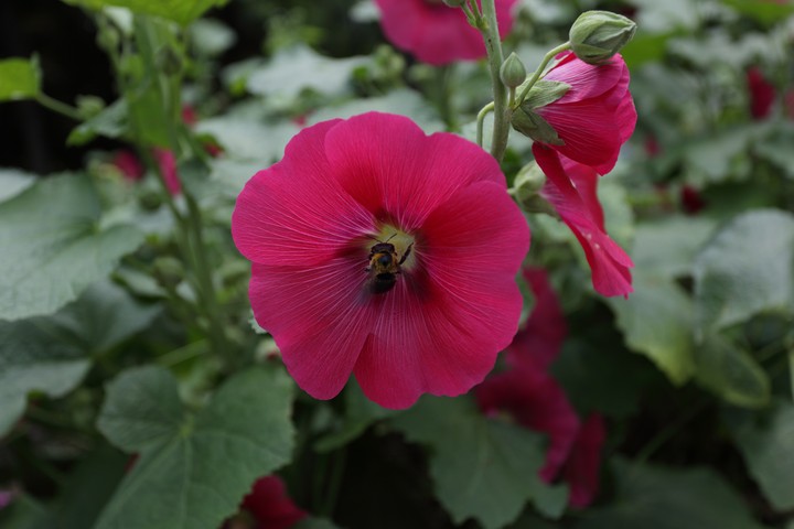 Plant