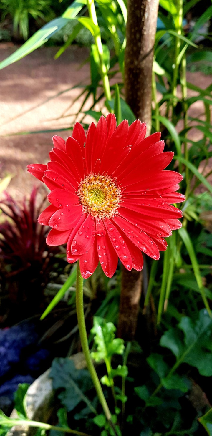 lovely Red