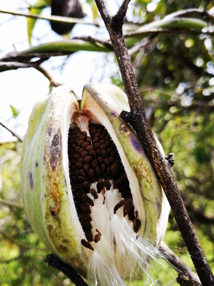 #nature