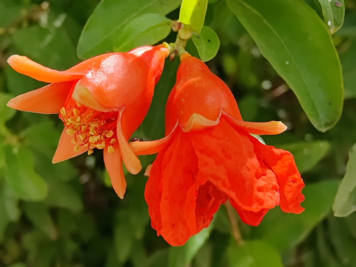 Pomegranate flower