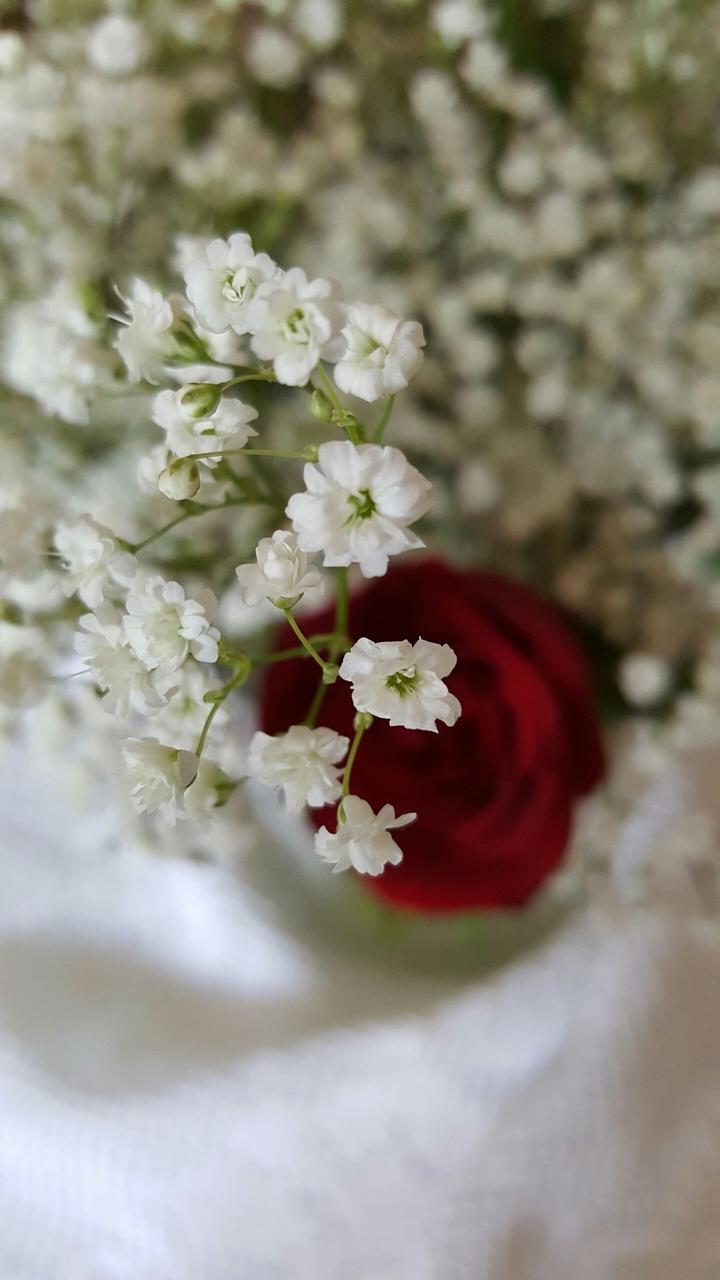 White flowers and red rose