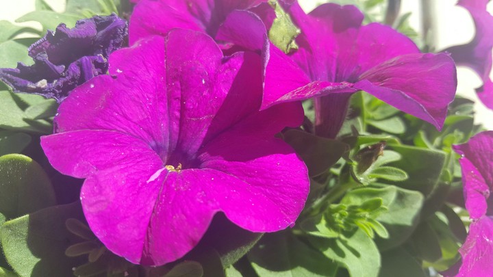 Bright Purple Flowers