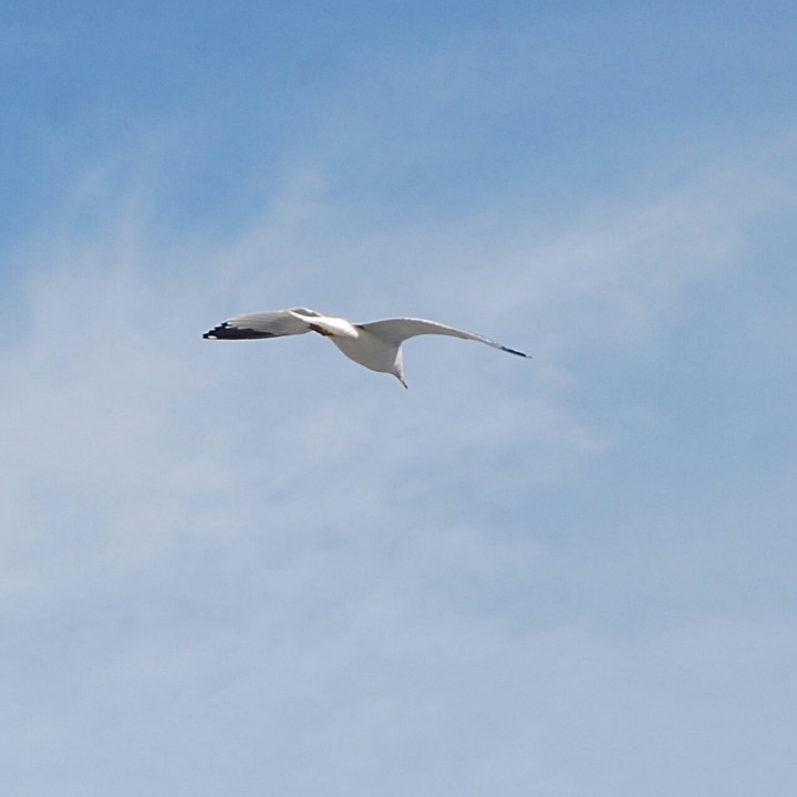 bird