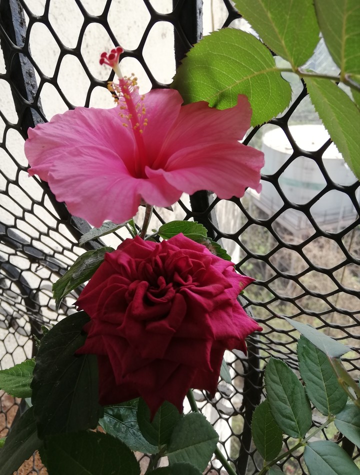 Flowery Duo