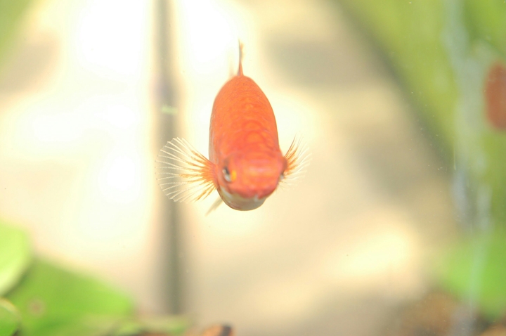Fisch