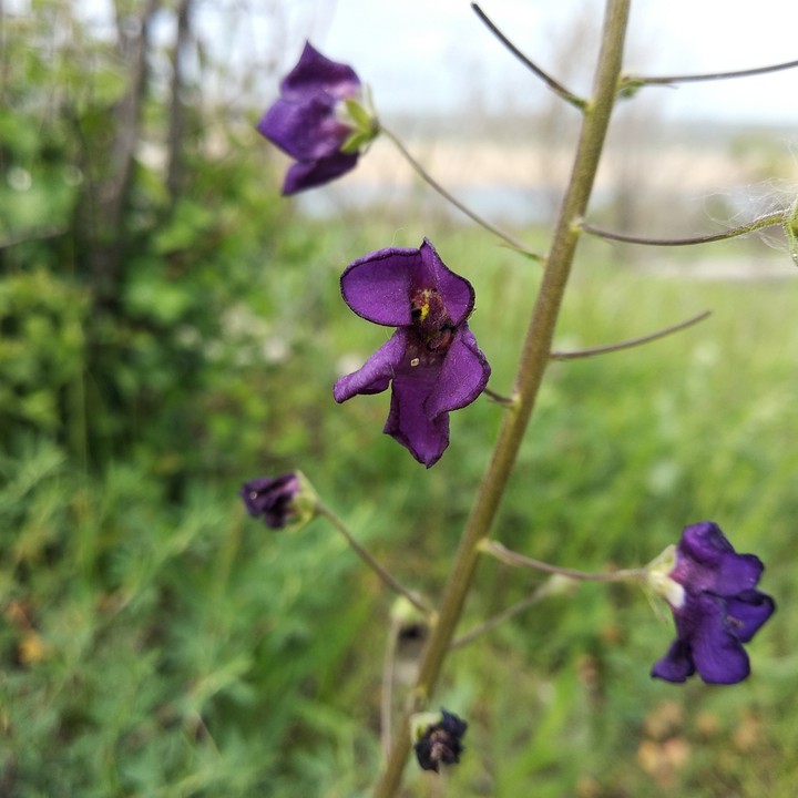 purple flower