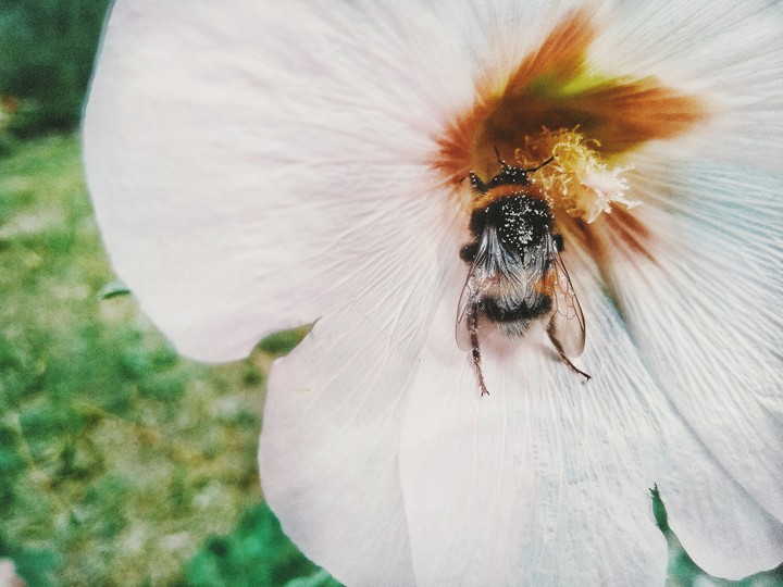 natureza
