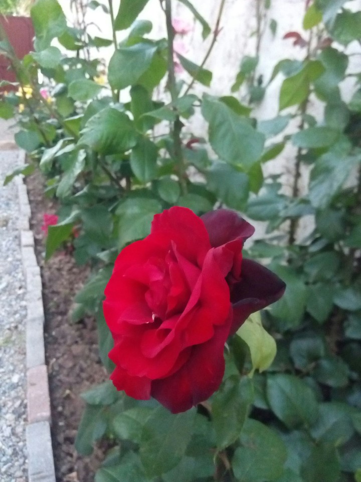 gül