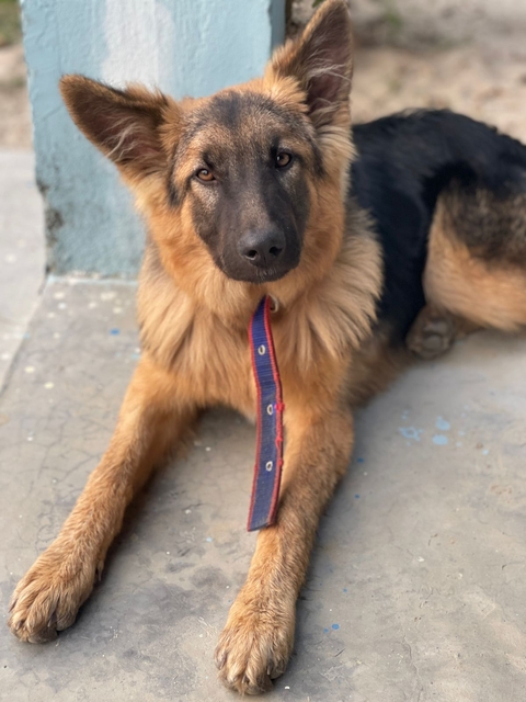 eye, dog वॉलपेपर