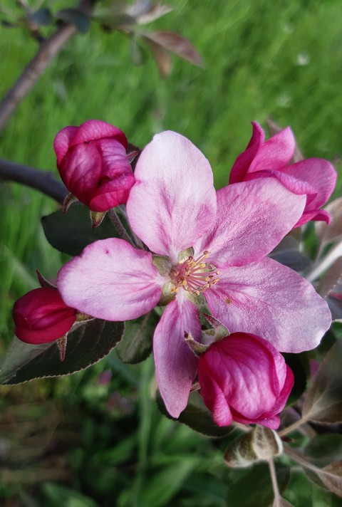 rose, groundcover háttérképek