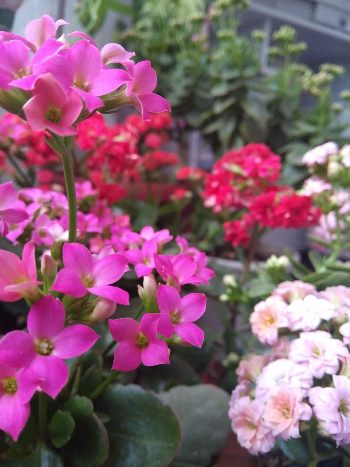 beautiful flowers