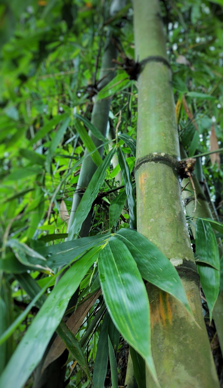 bamboo tree