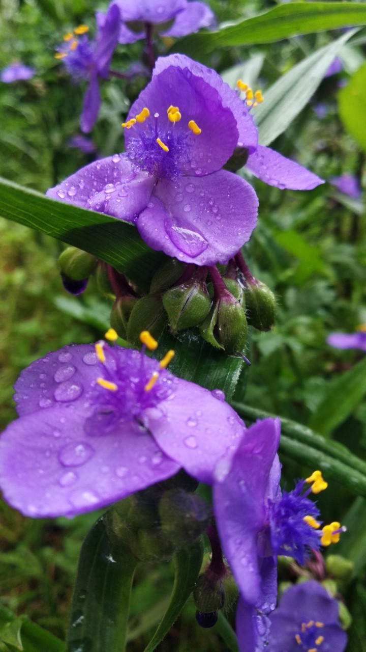 Цветы природа