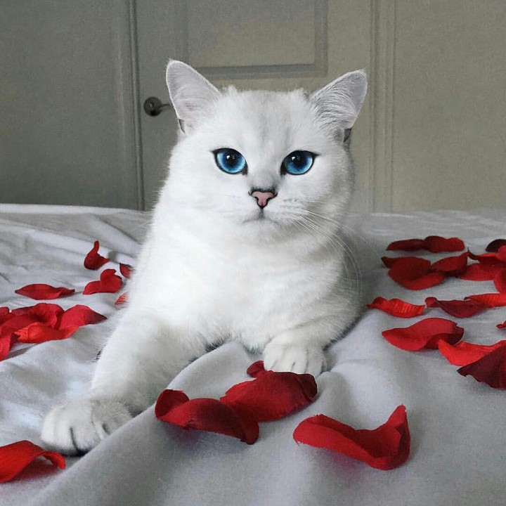 Cat ❤