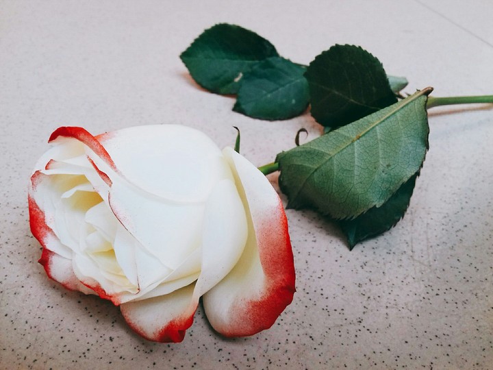 rose
