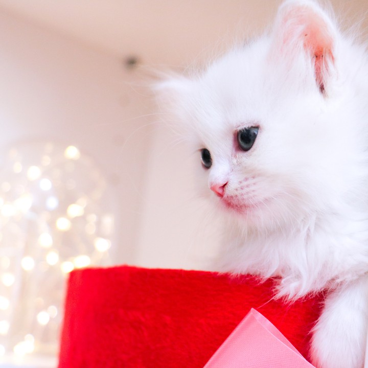 Cat white