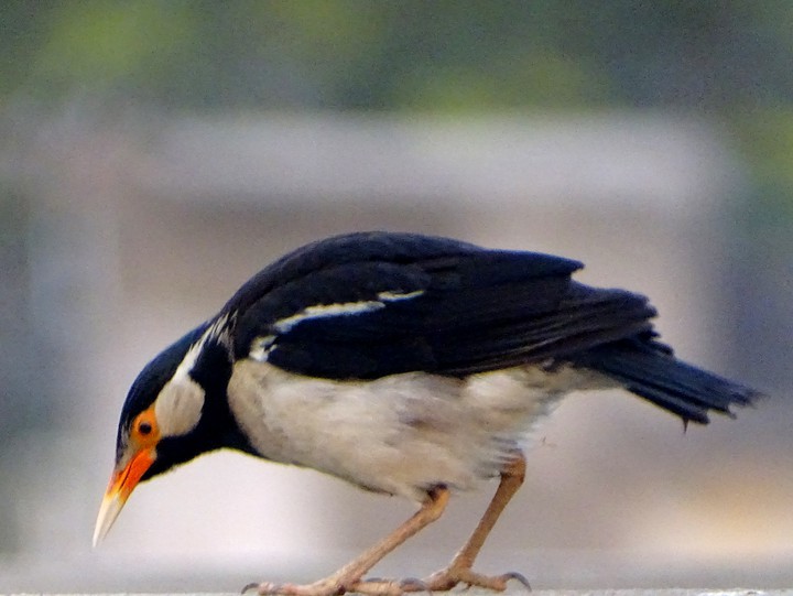 Bird