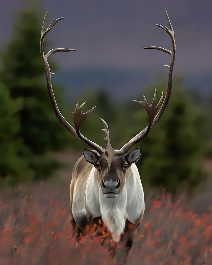 Deer