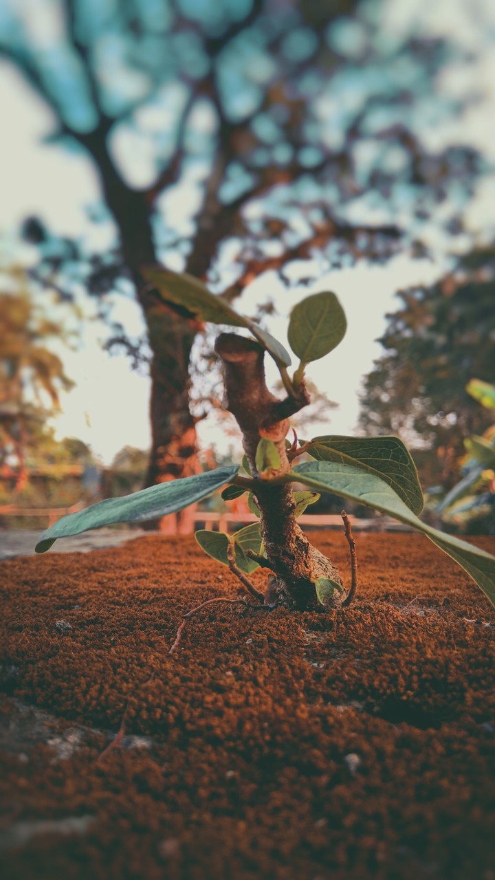plant