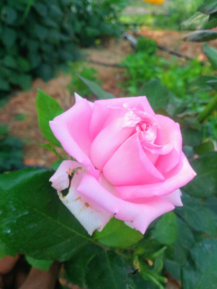Rose_in_my_garden