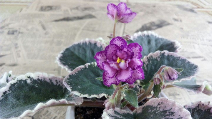 May flower