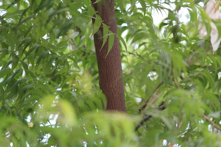 Neam Tree