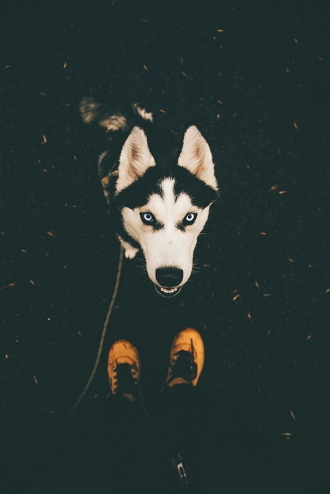 dog