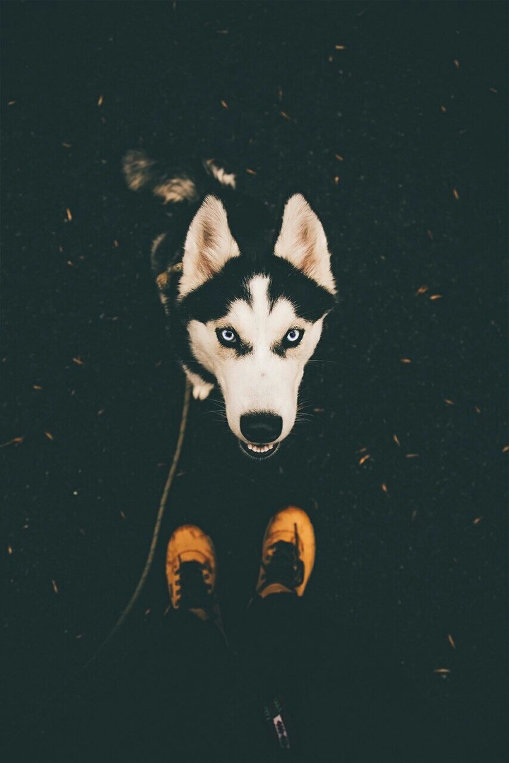 dog